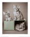 Bengal-Kittens-Print-C10084151.jpg